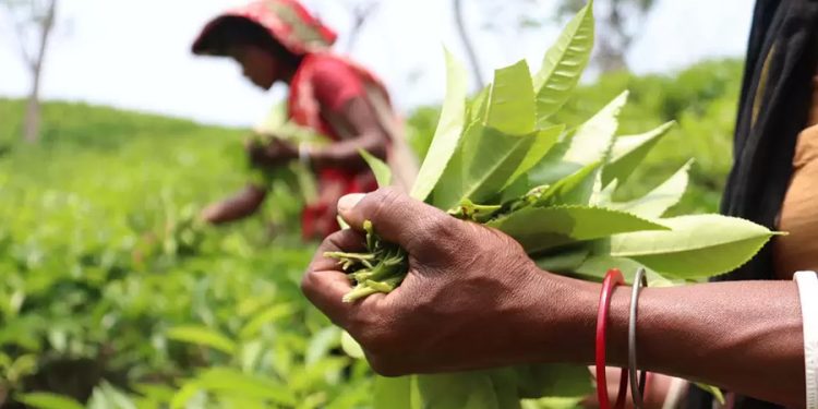 চা শ্রমিকদের ন্যায্য  দাবি পূরণে ব্যবস্থা নিন