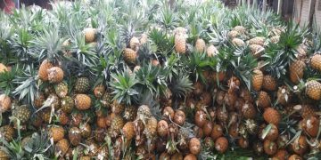 চলতি মৌসুমে ২০০ কোটি টাকার বাণিজ্যের সম্ভাবনা