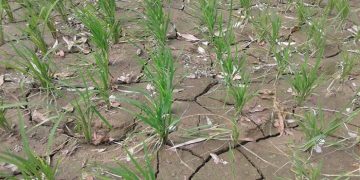 ঠাকুরগাঁওয়ে তীব্র খরা আমন রোপণ ব্যাহত