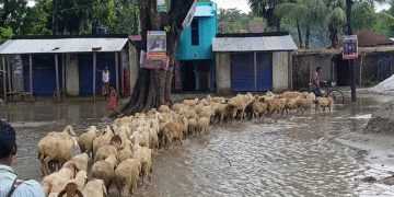 দেশের মাংস উৎপাদন খাতে নতুন সম্ভাবনার হাতছান