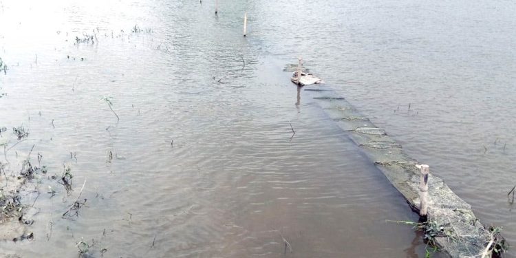 লালপুরে চায়না জালে ধ্বংস হচ্ছে পদ্মার জীববৈচিত্র্য