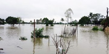 ফরিদপুরের বাটিকামারী বিলে মাছচাষ নিয়ে উত্তেজনা