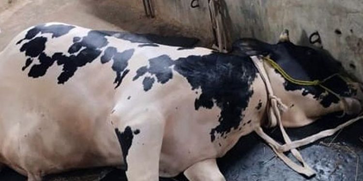 পীরগাছায় অজানা রোগে শতাধিক গবাদিপশুর মৃত্যু