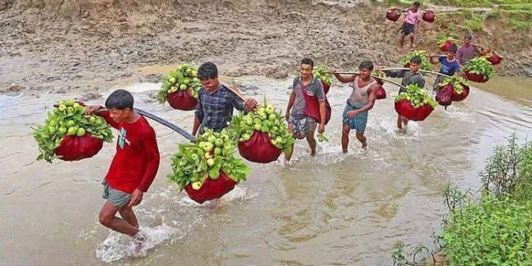 চন্দনাইশ-পটিয়ার ‘কাঞ্চন পেয়ারা’  মৌসুমে বিক্রি ৬ কোটি টাকা