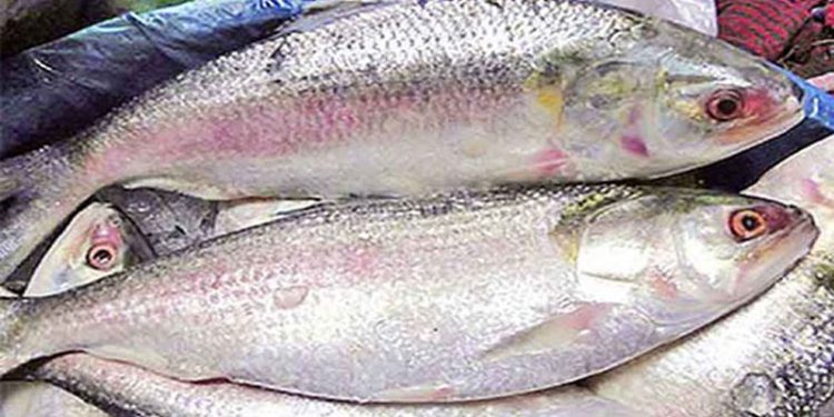 ৩ কেজি গরুর মাংসের  দামে এক কেজি ইলিশ