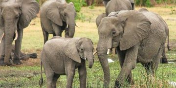 বিপন্ন হাতির জন্য   আবাসস্থল