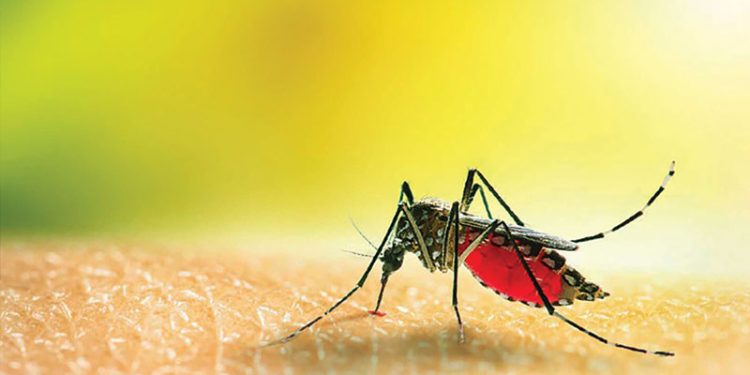 মশাবাহিত রোগের বিস্তার রোধে জনসচেতনতা