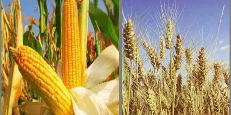গম ও ভুট্টা চাষে ৪ শতাংশ সুদে ঋণ পাবেন কৃষক