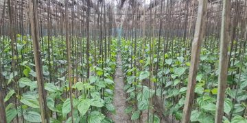 প্রতিবছর বিক্রি হয় ৫০ কোটি টাকা