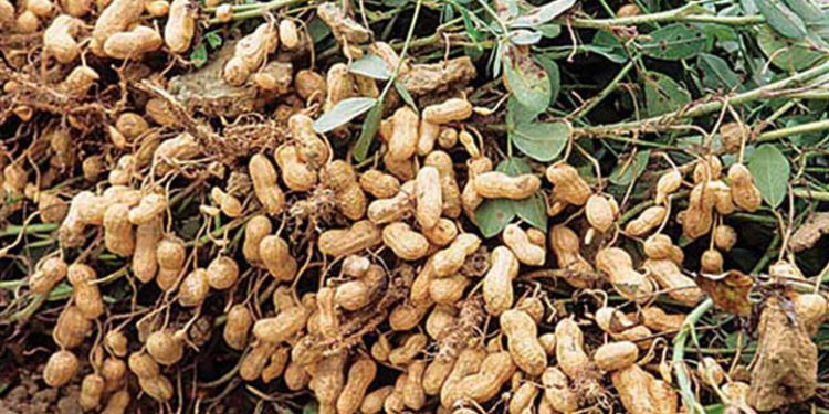 রংপুরে লাভজনক হচ্ছে চীনাবাদাম চাষ