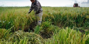 কিউবার খাদ্য সংকট মোকাবিলায়  ভিয়েতনামি চাষিদের সহায়তা