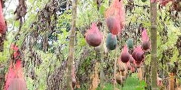 মালচিং পদ্ধতিতে তরমুজ চাষে লাভবান নেত্রকোনার কৃষক