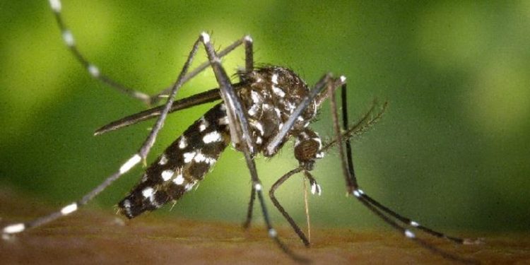 ডেঙ্গুতে আক্রান্ত আরো ২১৯, আজ কোনো মৃত্যু নেই