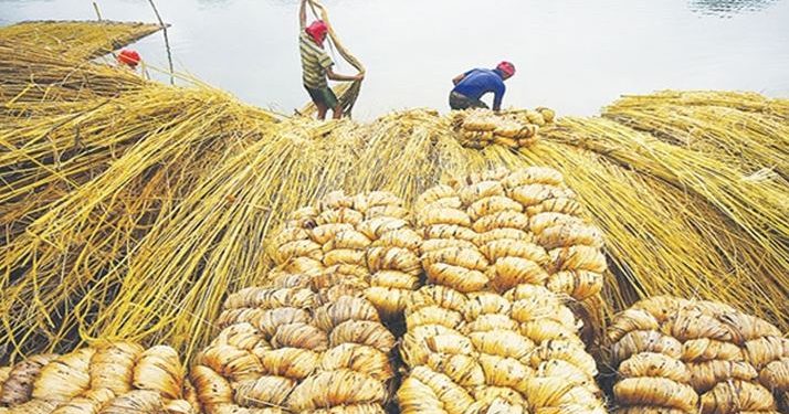 সংকটে কাঁচা পাট রপ্তানি অনিশ্চতায় ভবিষ্যৎ