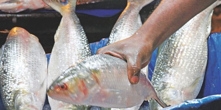 ভারতে গেল আরও ২৬.৩৫ টন ইলিশ