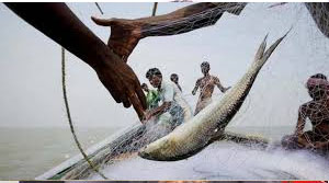 উঠেছে নিষেধাজ্ঞা ইলিশ ধরা শুরু
