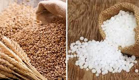 পাঁচ দেশ থেকে চাল-গম ও সার কিনছে সরকার