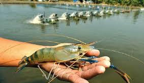 হিমায়িত মাছ ও চিংড়ি রপ্তানি ১৯% বেড়েছে