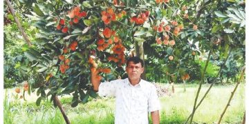 ‘রামবুটান’ ফল চাষে সফল নবাবগঞ্জের আব্দুর রহমান