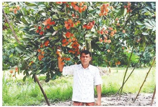 ‘রামবুটান’ ফল চাষে সফল নবাবগঞ্জের আব্দুর রহমান