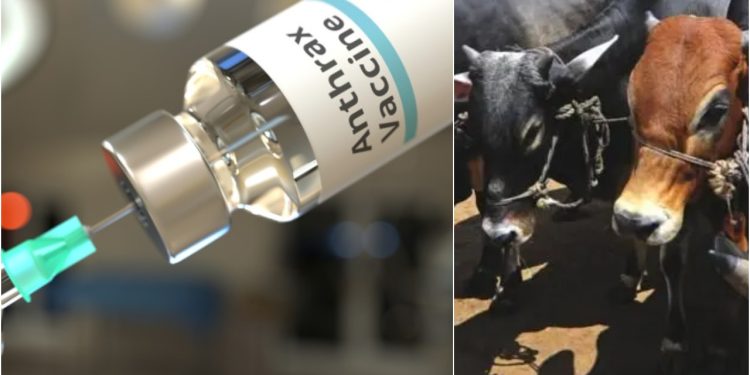 রংপুরে ৮০ পয়সার সরকারি অ্যানথ্রাক্স টিকা বিক্রি হচ্ছে ৫০-৬০ টাকায়