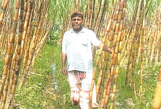 নাটোরে ‘রং বিলাস’ আখ চাষে লাভবান কৃষক