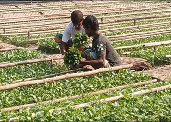 মুন্সীগঞ্জে চারার বাজার চার কোটি টাকার