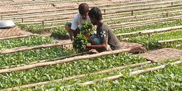 মুন্সীগঞ্জে চারার বাজার  চার কোটি টাকার