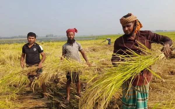 নাসিরনগরে আমন ধান কাটার উৎসব, মাঠজুড়ে সোনালি সুখের দোলা