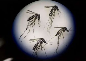 ডেঙ্গুর ভয়াবহতায় বাড়ছে মৃত্যুর মিছিল