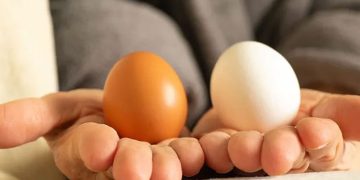 প্রতিদিন ডিম খাওয়ার উপকারিতা