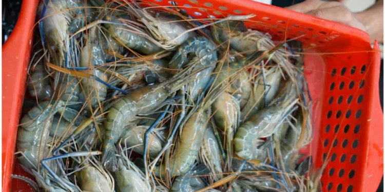 ১০ শতাংশ রপ্তানি বেড়েছে হিমায়িত চিংড়ি