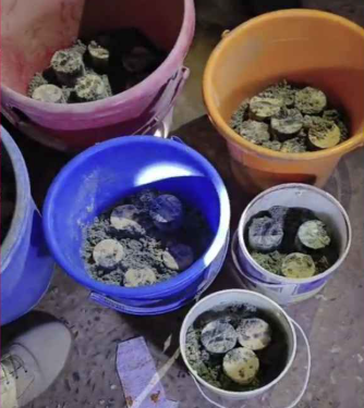 বোমার কারখানা মিলল জেনেভা ক্যাম্পে, বিপুল ককটেল জব্দ