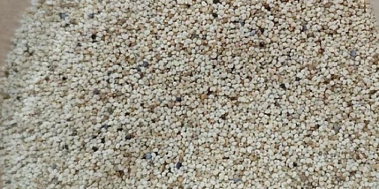 পাখির খাদ্যে ৩২ টনের মধ্যে ২৫ টনই নিষিদ্ধ পপি বীজ, এলো পাকিস্তান থেকে