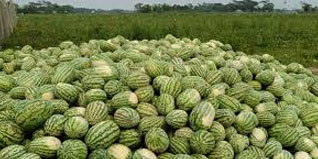 কলাপাড়া উপকূলে ৪২ কোটি টাকার তরমুজ ফলনের প্রত্যাশা