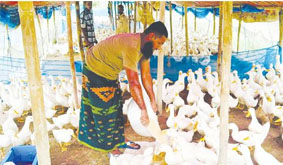 এক সময়ের ঋণগ্রস্ত খামারির বছরে আয় ২৪ লাখ টাকা