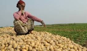 নতুন আলু বাজারে উঠতেই রাজশাহীতে দামে ধস