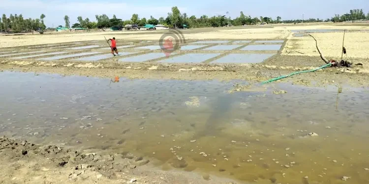 কক্সবাজারের মাঠে পড়ে আছে সাড়ে ৩ লাখ মেট্রিক টন লবণ