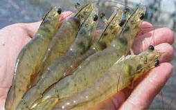 ভেনামি চিংড়ি পোনা আমদানির সব অনুমোদন স্থগিত