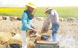 হিলিতে লক্ষ্যমাত্রার বেশি সরিষা চাষ
