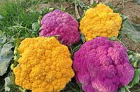 সিরাজদিখানে রঙিন কপি চাষে আগ্রহ বাড়ছে কৃষকদের