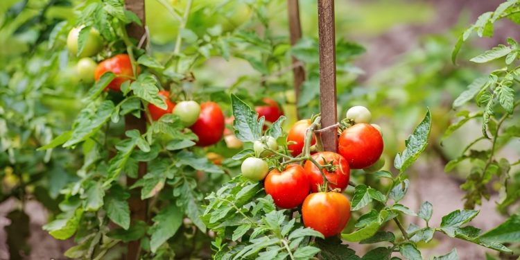 বছরে ১০০ কোটি টাকার টমেটোর বাজার