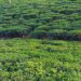 উত্তরাঞ্চলের চা শিল্প বন্ধ থাকবে ২ মাস
