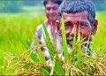 প্রধানমন্ত্রীর এক ঘোষণাতেই ঋণমুক্ত ১২ লাখ কৃষক