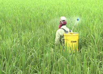 লালমনিরহাটে সার সঙ্কটে বোরো ধান উৎপাদনে বাড়ছে খরচ