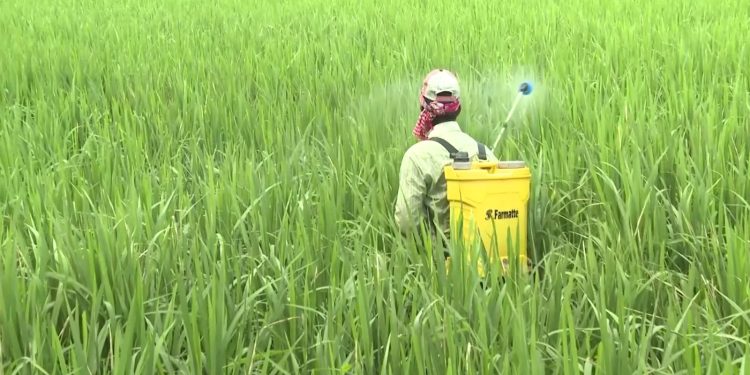 লালমনিরহাটে সার সঙ্কটে বোরো ধান উৎপাদনে বাড়ছে খরচ
