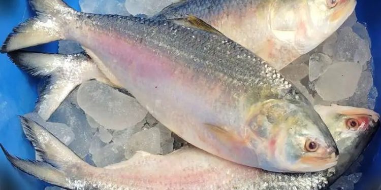 ইলিশ আহরণ বাড়লেও বাজারে দাম চড়া