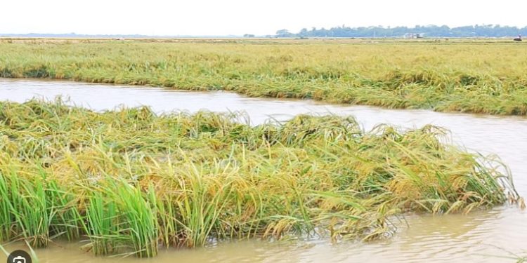 ঝুঁকিতে হাওরের কৃষি অর্থনীতি