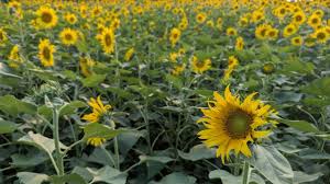 পটুয়াখালীতে জনপ্রিয় হচ্ছে সূর্যমুখী চাষ