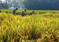 ন্যায্যমূল্য না পেয়ে হতাশ কৃষক